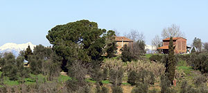 Agriturismo Il Monticino, Palaia