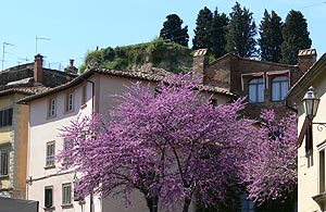 Antica Dimora Leones, Palaia